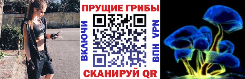 blacksprut ссылки  Белый  Галлюциногенные грибы Psilocybe 